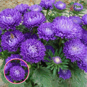 Ķīnas astere - Lady Coral Dark Blue FS. SĒKLAS _25s