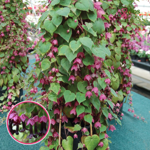 O58. Asinssarkanais rodohitons - Purple Bells