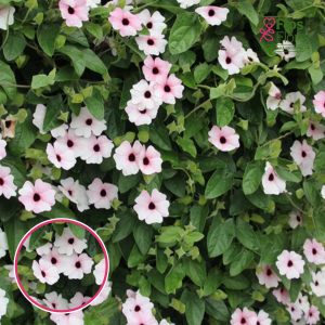 O61. Tunbergija - Sunny Susy Pink Beauty