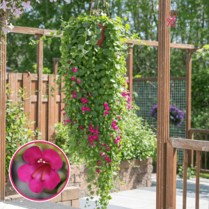 O64. Lofos - Lofos Compact Pink