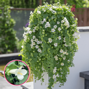 O65. Lofos - Lofos Compact White