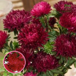 Ķīnas astere - Lady Coral Deep Red. SĒKLAS _25s