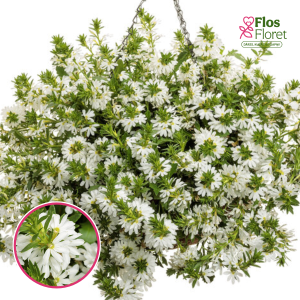 O68. Skaivola - Krastlobēlija - Whirlwind Early Compact White