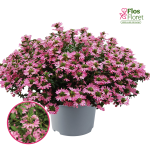 O69. Skaivola - Krastlobēlija - Tongue Pink