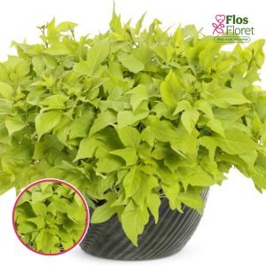 O72. Ipomeja - Sweetheart Light Green