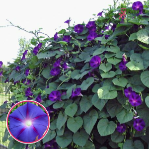 O73. Ipomeja - Grandpa Ott