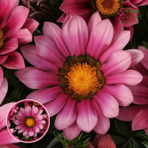 O79. Gazānija - Siesta Rose