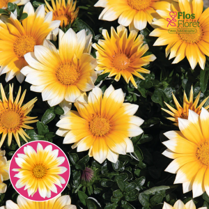 O82. Gazānija - Zany Sunny Side Up
