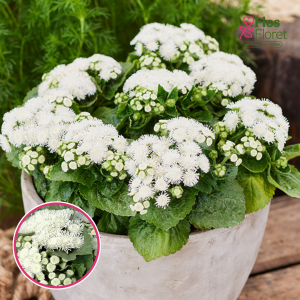 O83. Agerāts - Aloha & Kona White