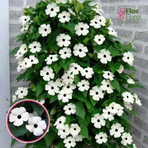 O85. Tunbergija - Sunny Susy White Halo