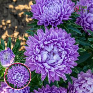 Ķīnas astere - Lady Coral Lavender. SĒKLAS _25s