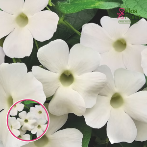 O86. Tunbergija - Sunny Susy White Wedding