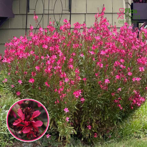 O87. Gaura - Belleza Early Dark Pink