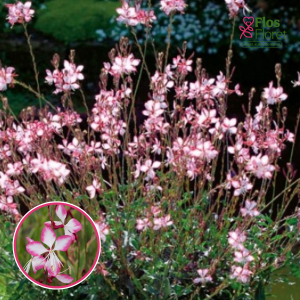 O90. Gaura - Freefolk Rosy