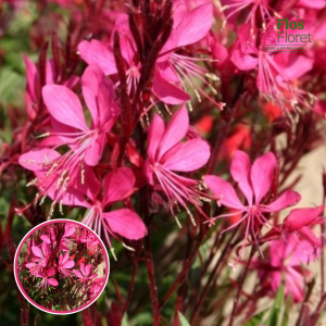 O91. Gaura - Gambit Rose