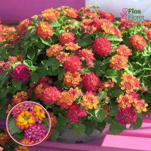 O93. Lantana - Playa Sun Juana