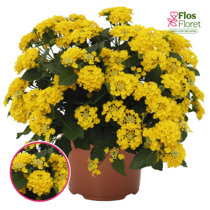 O94. Lantana - Havana Gold