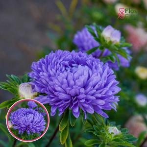 Ķīnas astere - Lady Coral Light Blue. SĒKLAS _25s