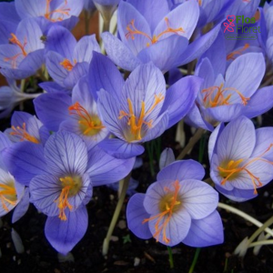 Krokuss (rudens) - Conqueror speciosus