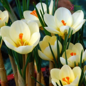 Krokusi Cream beauty chrysanthus