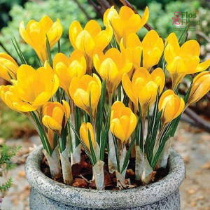 Krokuss - Yellow large flowering