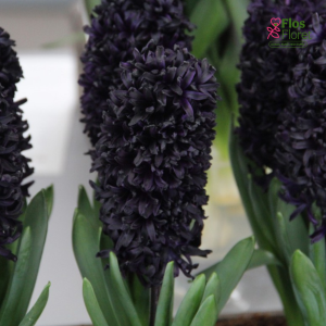 Hiacinte - Midnight sky