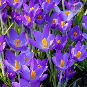 Krokuss - Whitewell purple tommasianus