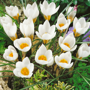 Krokuss - Snowbunting chrysanthus