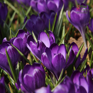 Krokuss - Ruby giant tommasianus