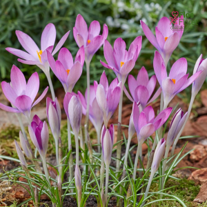 Krokuss - Roseus tommasinianus