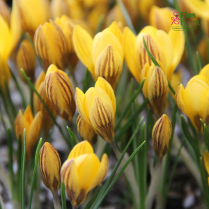 Krokuss - Fuscotinctus chrysanthus