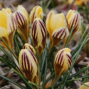 Krokuss - Gipsy girl chrysanthus