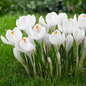Krokuss - Jeanne d'arc large flowering