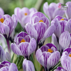 Krokuss - King of the striped vernus