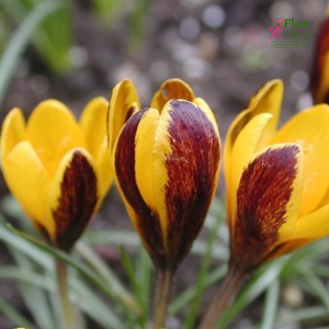 Krokuss - Korolkowii