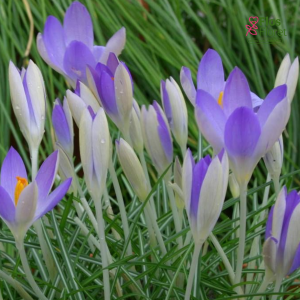 Krokuss -Lilac beauty tommasianus