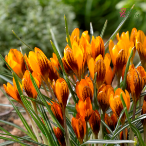 Krokuss - Orange monarch