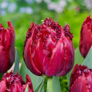 Tulpe  Cranberry thistle