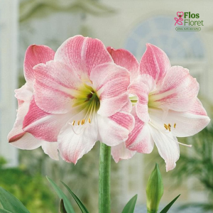 Hipeastri - Appleblossom