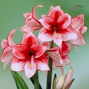 Hipeastri - Charisma