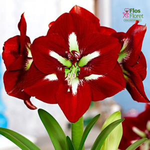 Hipeastri - Barbados