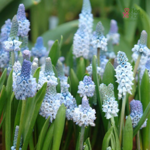 Muskares - Azureum Blue