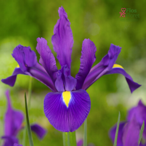 Holandes īriss  - Hong kong