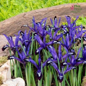 Tīklainais Īriss - Blue note