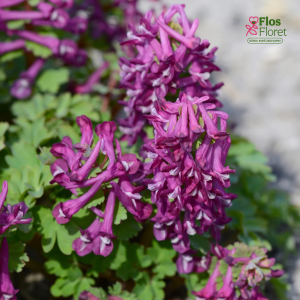 Blīvguma cīrulītis - Purple bird