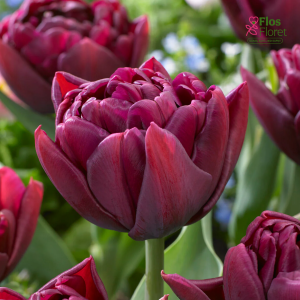 Tulpe - ALISON BRADLEY