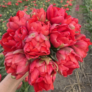 Tulpe - ASIAN BEAUTY ( JAUNUMS)