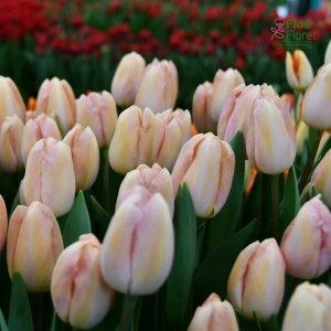 Tulpe - BARCELONA  BLANCA (JAUNUMS)