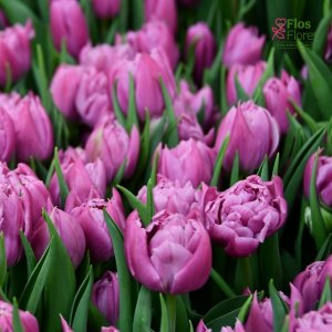 Tulpe - DOUBLE PRICE