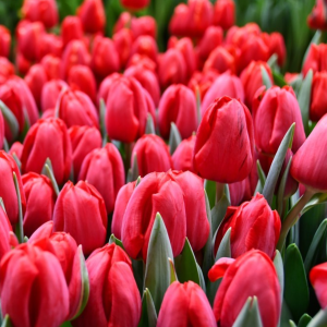 Tulpe - FERDEAUX (JAUNUMS)